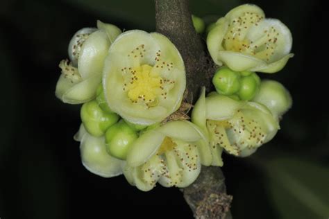 福木樹|菲島福木(恆春熱帶植物園)